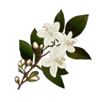 Beautiful realistic illustration of blooming branch of jasmine tree. White jasmine flowers. Isolated on white background. For print, packaging, cards, designers, clothes, interior, icon, logo, tattoo png