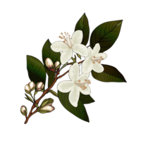 schön realistisch Illustration von Blühen Ast von Jasmin Baum. Weiß Jasmin Blumen. isoliert auf Weiß Hintergrund. zum drucken, Verpackung, Karten, Designer, Kleidung, Innere, Symbol, Logo, tätowieren png