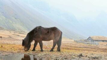 vicino su bellissimo Marrone islandese cavallo In piedi e alimentazione nel nevoso condizioni. vestrahorn e stoksness nel Islanda video