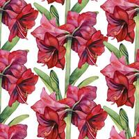 Watercolor seamless pattern with red amaryllis flowers. Christmas Digital paper photo