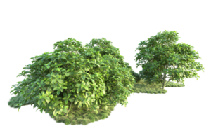 Tropical forest isolated on transparent background. 3d rendering - illustration png