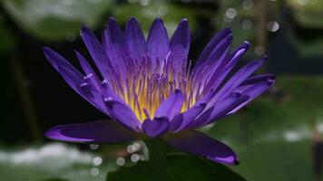 un enjambre de abejas alimentándose en el polen de púrpura loto. video