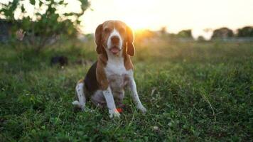 en söt trefärgad beagle hundar leende medan Sammanträde på gräs fält på Sol uppsättning ,långsam rörelse. video