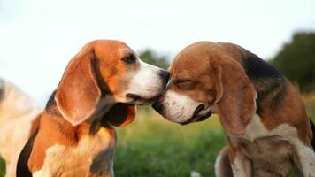 un' carino tricolore beagle cane bacio un altro beagle mentre seduta su un' erba campo, lento movimento. video