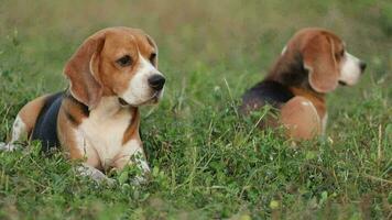 allí son dos adorable tricolor beagle perros acostado en prado mirando lejos antes de ellos Vamos a el cosa ellos descubierto. video