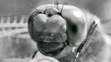 Macro shot of a dragonfly in black and white. Large eyes shown in detail. insect photo