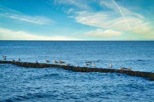 Seagulls on a groyne in the Baltic Sea. Waves and blue sky. Coast by the sea. photo