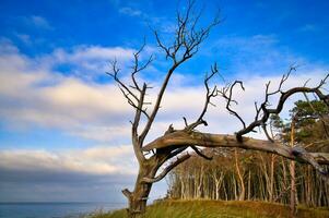 soltero árbol libremente representado en el costa de el báltico mar. un bosque en el antecedentes foto