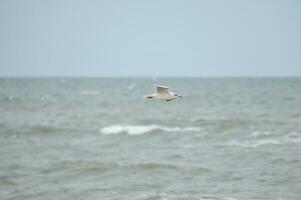 Seagull flies over the Baltic Sea on the coast in front of the beach. Animal photo