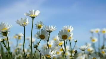 Chamomile. White daisy flowers in a field of green grass sway in the wind at sunset. Chamomile flowers field with green grass against blue sky. Close up slow motion. Nature, flowers, spring, biology video