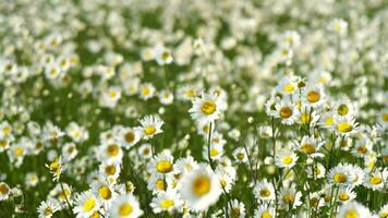 Chamomile. White daisy flowers in a field of green grass sway in the wind at sunset. Chamomile flowers field with green grass. Close up slow motion. Nature, flowers, spring, biology, fauna concept video