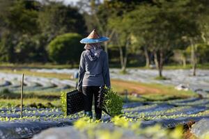 Asian farmer is carrying tray of young vegetable seedling to plant in mulching film for growing organics plant during spring season and agriculture photo