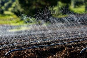 el manguera de irrigación espolvorear riego sistema para agrícola agricultura primavera temporada y agricultura industria concepto foto