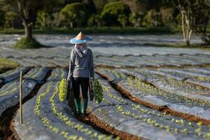Asian farmer is carrying tray of young vegetable seedling to plant in mulching film for growing organics plant during spring season and agriculture photo