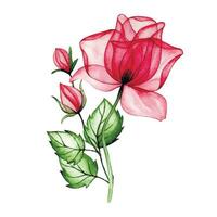 watercolor drawing, bouquet, composition of transparent pink rose flowers. x-ray vector