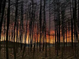 AI Generated Sunset Sunrise In Pine Forest. Close View Of Dark Black Spruce Trunks Silhouettes In Natural Sunlight Of Bright Colorful Dramatic Sky. Sunshine In Sunny Coniferous Forest. photo