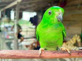 Beautiful green lovebird looking at the beauty of tropical nature photo