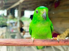 Beautiful green lovebird looking at the beauty of tropical nature photo