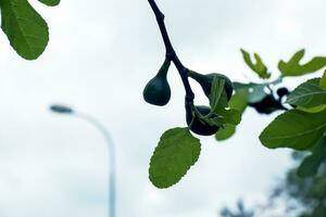 Common fig branches with new leaves and unripe fruit against blue sky - Latin name - Ficus carica photo