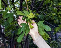 Common fig branches with new leaves and unripe fruit - Latin name - Ficus carica photo