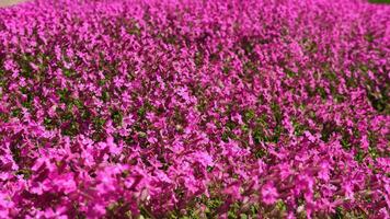 blooming pink flowers field swaying in the wind, video