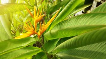 Heliconia psittacorum is a species of flowering houseplant native to the Caribbean and South America photo