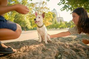 Dog Parson Russell Terrier breed is playing in green park with his owner. Summer time or beginning of autumn. Nature. Pet care and training concept. photo