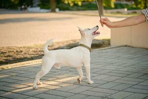 Dog Parson Russell Terrier breed is playing in green park with his owner. Summer time or beginning of autumn. Nature. Pet care and training concept. photo