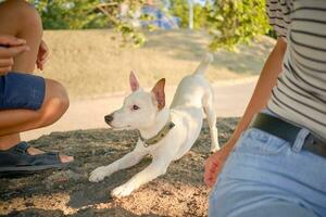 Dog Parson Russell Terrier breed is playing in green park with his owner. Summer time or beginning of autumn. Nature. Pet care and training concept. photo