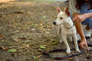 Dog Parson Russell Terrier breed is playing in green park with his owner. Summer time or beginning of autumn. Nature. Pet care and training concept. photo