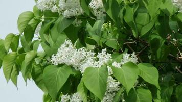 blanco lila flores con verde hojas en un rama en primavera, arbusto de cerca en el antecedentes de el cielo. video