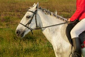 Cropped image of young woman rider, wearing red redingote and white breeches, with her horse in evening sunset light. photo