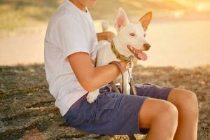 Dog Parson Russell Terrier breed is playing in green park with his owner. Summer time or beginning of autumn. Nature. Pet care and training concept. photo