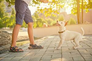 Dog Parson Russell Terrier breed is playing in green park with his owner. Summer time or beginning of autumn. Nature. Pet care and training concept. photo