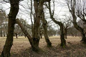 antiguo torcido arboles en el parque, desde cuales el hojas tener ya caído. foto