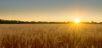 Wheat field. Panorama of nature Sunrise on the horizon of the wheat field photo