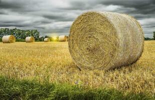 Close up of straw harvest, straw harvest in the field with copy space, hay harvest in the field, straw hay bundles photo