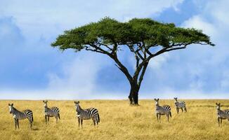 Herd of zebras in a national park in Tanzania, portraits of zebras in their habitat in a natural environment. Zebras in their habitat looking at the camera photo