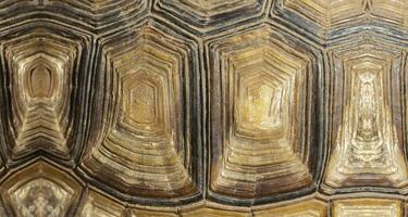 textura de un tortuga caparazón, detalles de un tortuga caparazón, cerca arriba de un tortuga cáscara foto