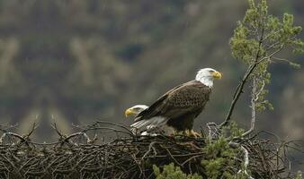 American Bald Eagle in its nest, two American Bald Eagles in its nest photo