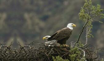 americano calvo águila en sus nido, dos americano calvo águilas en sus nido foto