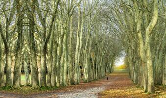 Street surrounded by trees, a path surrounded by large trees, a path surrounded by vegetation, trees surrounding a path photo