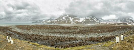 Kings penguins colony in Antarctica, a family of king penguins and emperor penguins on the shore, panoramic image of reunited family of penguins. photo