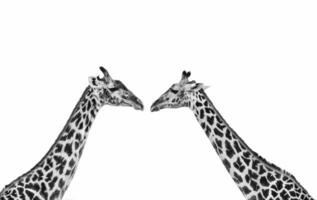 Two giraffes on white background, giraffes isolated on white background, two giraffes heads from front photo