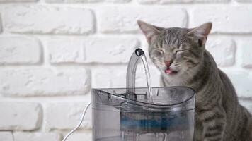 animal água distribuidor com automático gravidade refil. fechar-se do cinzento listrado europeu gato bebendo a partir de animal fonte video