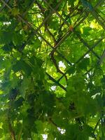 A lush field of grapes hanging on trellis photo