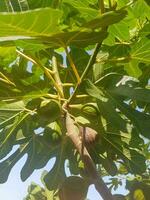 Lush Fig Tree Branch with Unripe Fruits photo