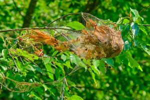 Caterpillar nest on a tree branch on a late August day in Ohio photo