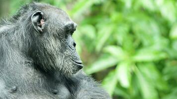 A Chimpanzee or Pan troglodytes photo