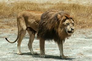 Asian lion or Panthera leo persica photo